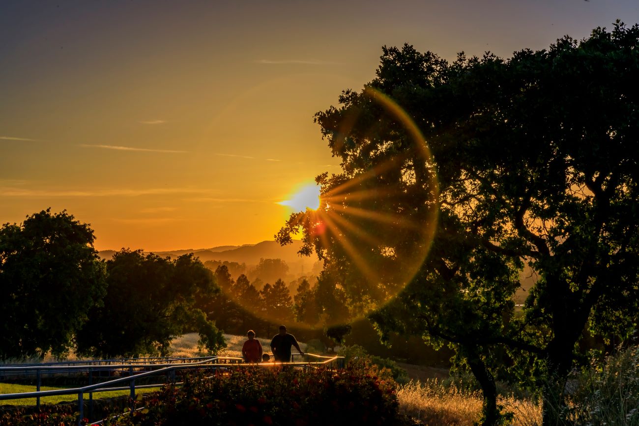 Landscape with a sun flare at sunset in Napa Valley, California, USA
