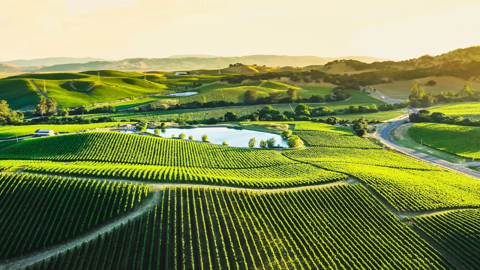 Napa Valley Wine Country Vineyards in Spring and Colorful Sunset